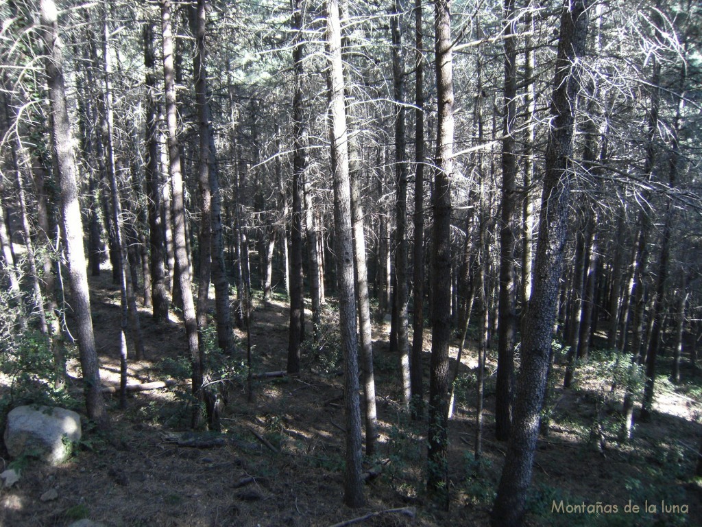 Bosques y castañares del Veïnat de França